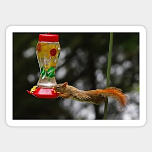 Now what do I do? - Red Squirrel Sticker